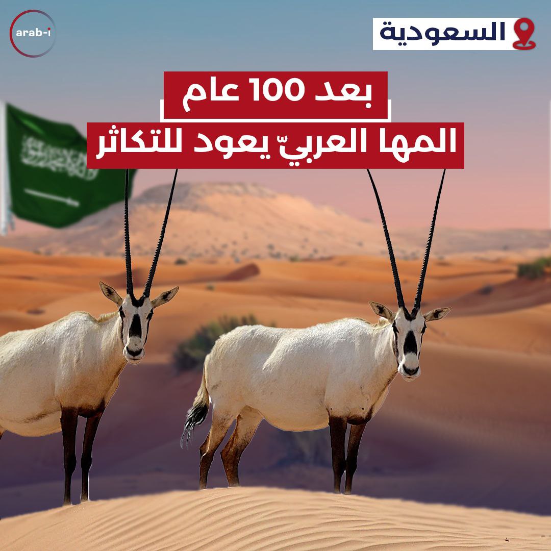 بعد 100 عام المها العربي يعود للتكاثر!