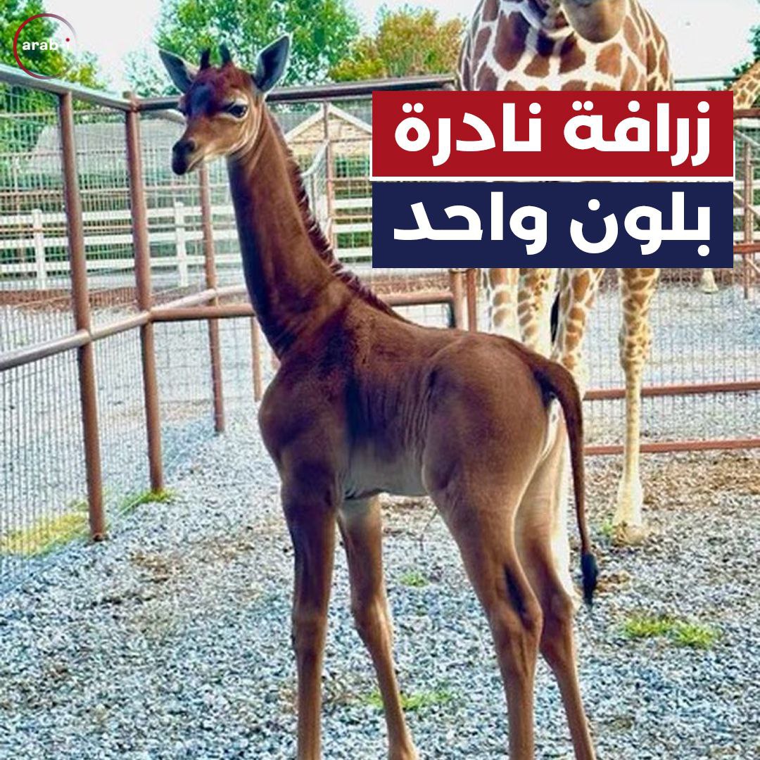 زرافة نادرة بلون واحد