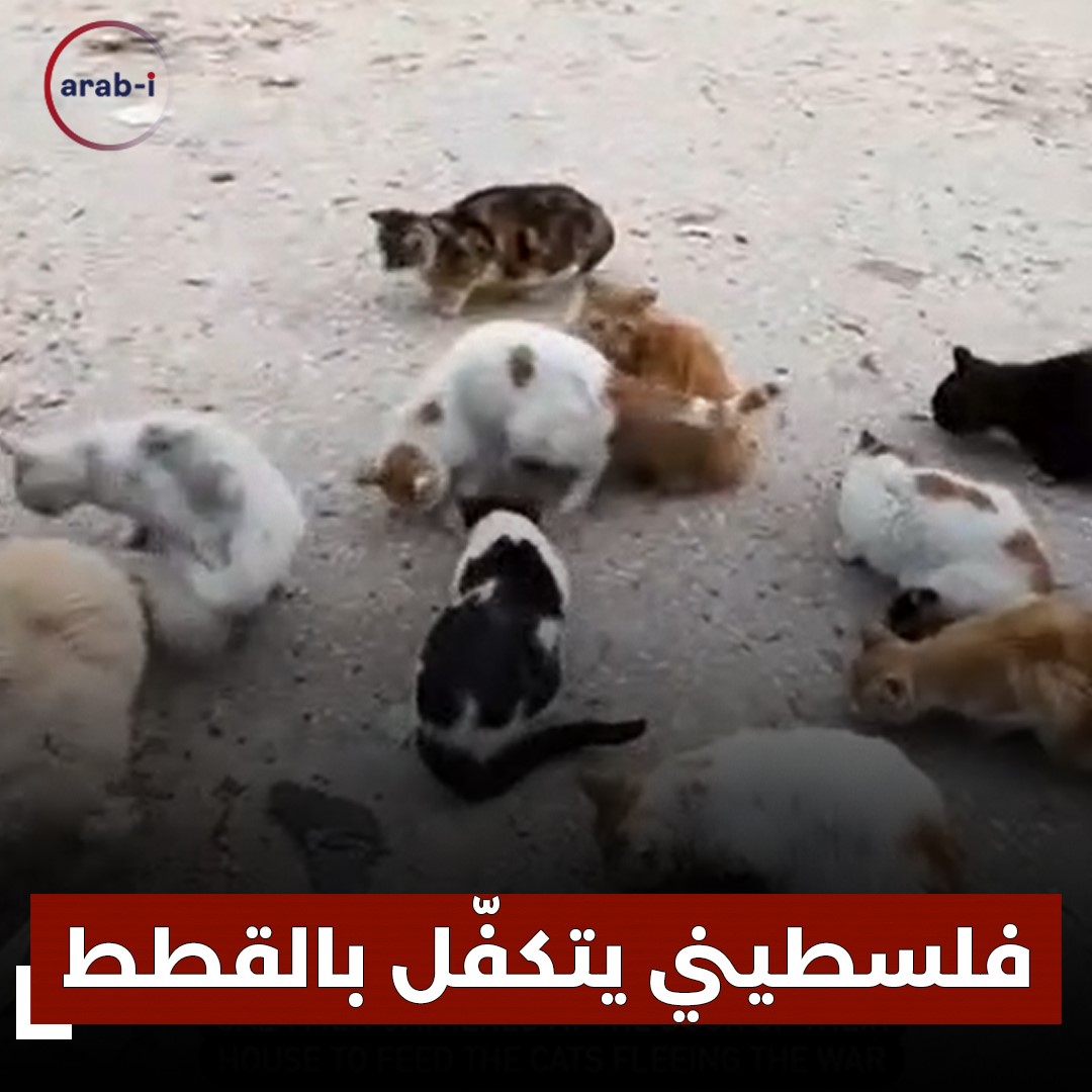 رغم شح الطعام .. فلسطيني يتكفّل بإطعام القطط