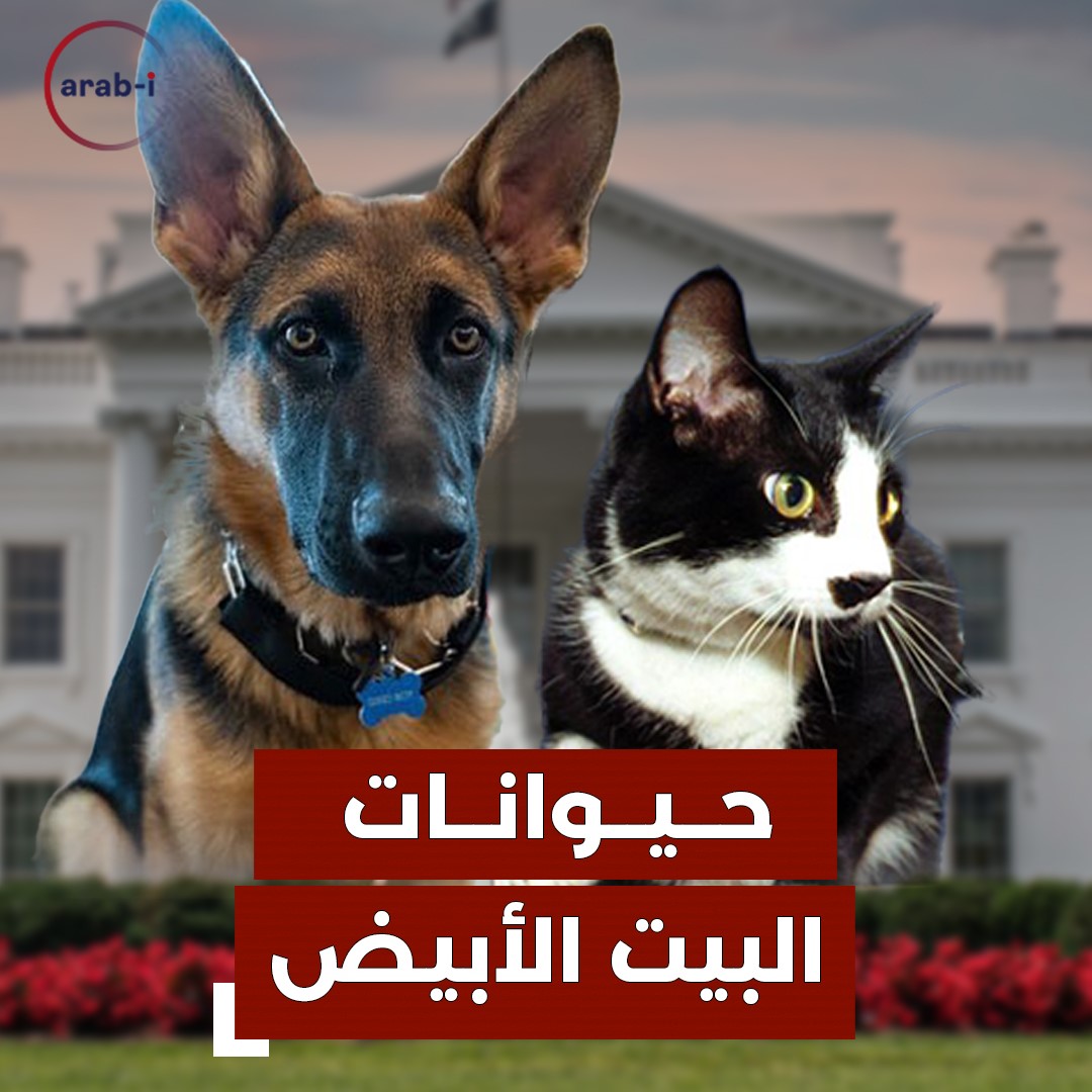 قطة أليفة وكلاب شرسة… دماء في البيت الأبيض بسبب حيوانات بايدن