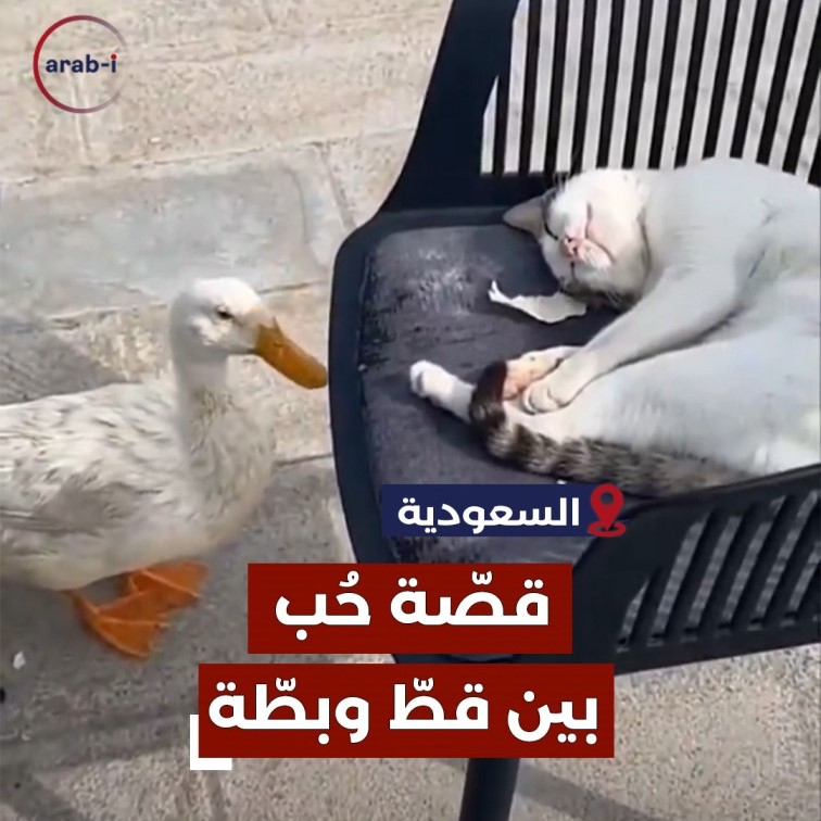 قصة حب بين بطة وقط تشغل السعوديين