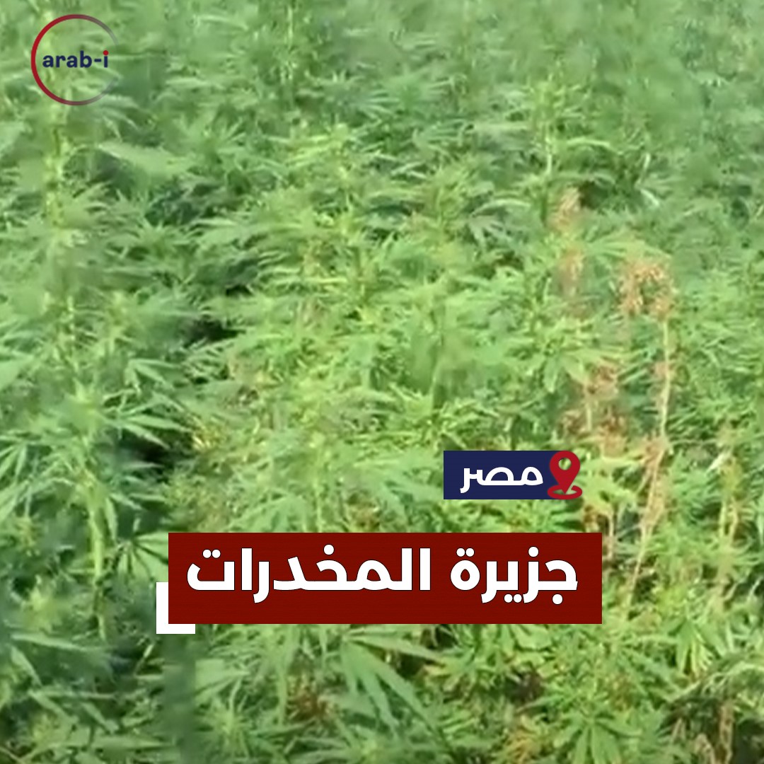 جزيرة المخدرات في مصر .. نباتات بانجو وأفيون في قبضة الشرطة