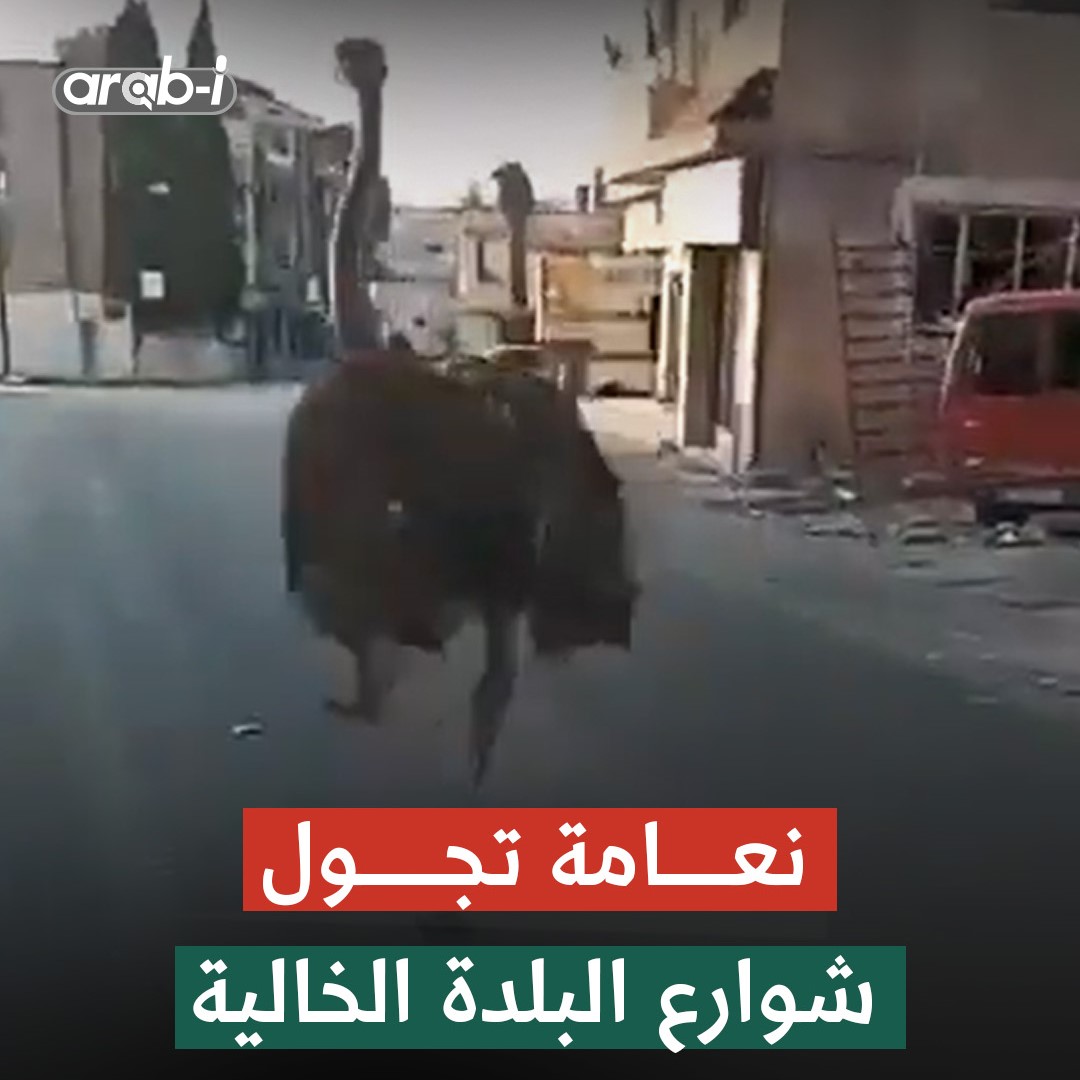 نعامة سارحة في شوارع العباسية قضاء صور، ويرجح أن تكون قد هربت من أحد المنتزهات أو المزارع في المنطقة